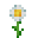 oxeye_daisy