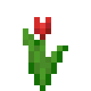 red_tulip